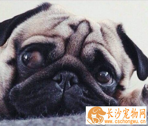 巴哥犬掉毛皮肤红 在春秋季巴哥犬换毛