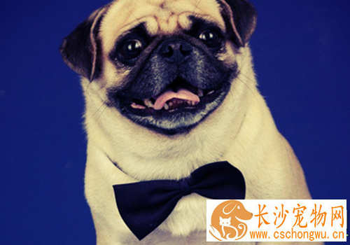 巴哥犬发抖 巴哥犬的养护知识