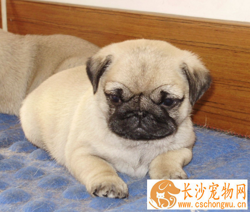 巴哥犬发抖 巴哥犬的养护知识