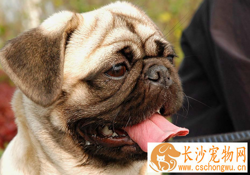 巴哥犬公与母长大的区别 攻击性不同