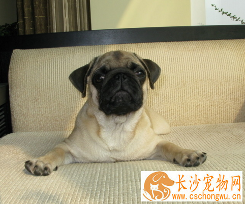 巴哥犬公与母长大的区别 攻击性不同