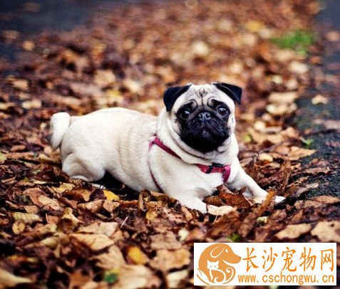 巴哥犬公与母长大的区别 攻击性不同