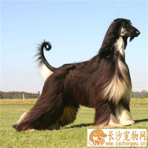 阿富汗猎犬怎么美容 足爪都有羽状饰毛
