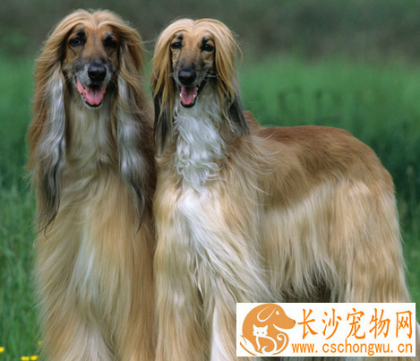 阿富汗猎犬怎么美容 足爪都有羽状饰毛