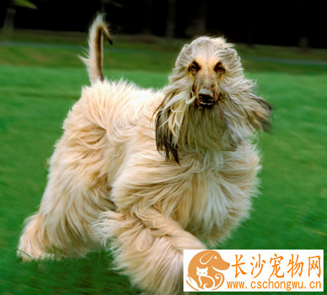 阿富汗猎犬怎么洗澡 先要准备洗澡工具