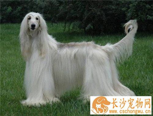 阿富汗猎犬怎么洗澡 先要准备洗澡工具