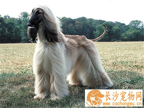 阿富汗猎犬怎样推毛 坚持每天为它梳毛