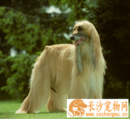 阿富汗猎犬怎样推毛 坚持每天为它梳毛