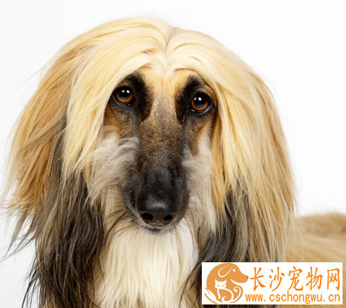 阿富汗猎犬怎样推毛 坚持每天为它梳毛