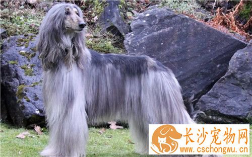 阿富汗猎犬主要吃什么 食物常要另加些香味
