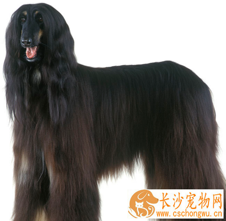 阿富汗猎犬主要吃什么 食物常要另加些香味