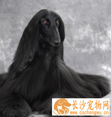 阿富汗猎犬主要吃什么 食物常要另加些香味