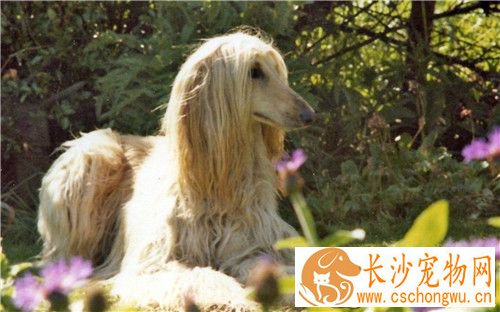 阿富汗猎犬产自哪里 原产于阿富汗