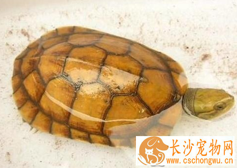 黄喉拟水龟生长速度 年龄和温度等因素