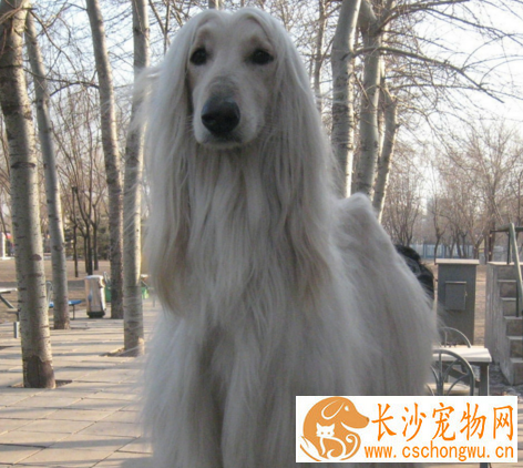 阿富汗猎犬产自哪里 原产于阿富汗