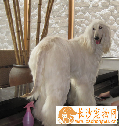 阿富汗猎犬产自哪里 原产于阿富汗