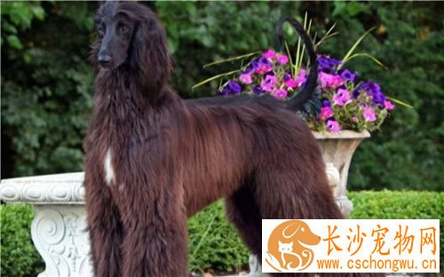 阿富汗猎犬长毛 其高雅威武的外观