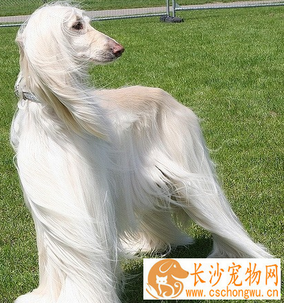 阿富汗猎犬长毛 其高雅威武的外观