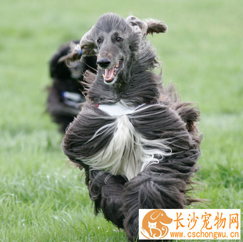 阿富汗猎犬长毛 其高雅威武的外观