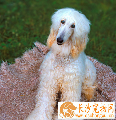 阿富汗猎犬吃的多吗 要配合营养的饮食