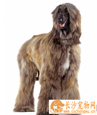 阿富汗猎犬吃的多吗 要配合营养的饮食
