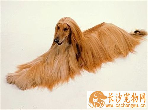 阿富汗猎犬吃什么好 健康科学的喂养