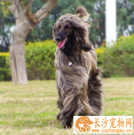 阿富汗猎犬吃什么好 健康科学的喂养