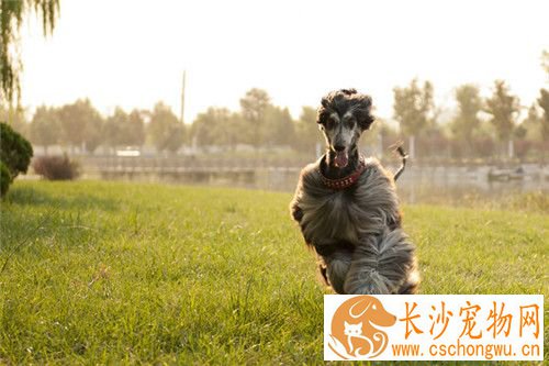 阿富汗猎犬吃啥狗粮 给狗所需的均衡营养