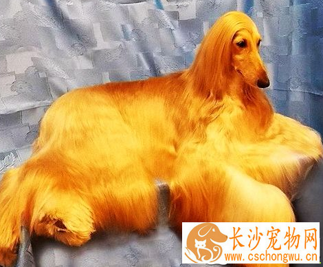 阿富汗猎犬吃啥狗粮 给狗所需的均衡营养