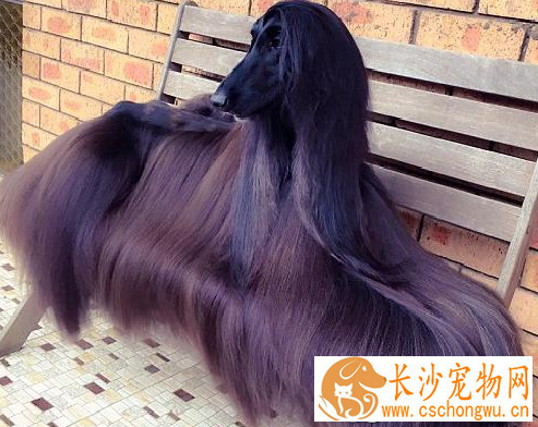 阿富汗猎犬吃啥狗粮 给狗所需的均衡营养