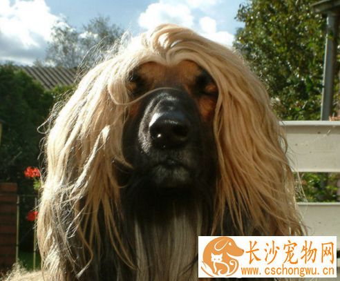阿富汗猎犬吃什么好 健康科学的喂养