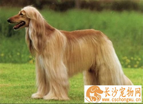 阿富汗猎犬臭么 没有特别重的体味
