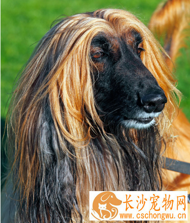 阿富汗猎犬臭么 没有特别重的体味