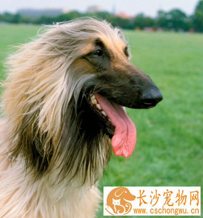 阿富汗猎犬臭么 没有特别重的体味