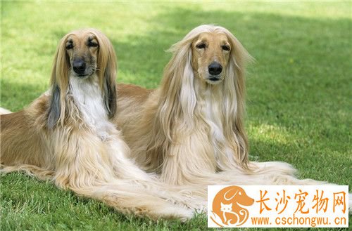 阿富汗猎犬凶猛排名 比较厉害的狗狗