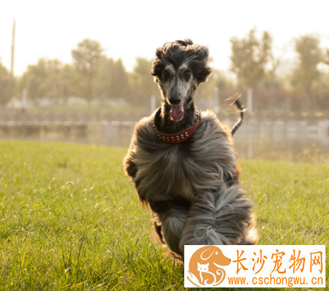 阿富汗猎犬凶猛排名 比较厉害的狗狗