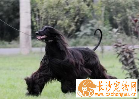 阿富汗猎犬凶猛排名 比较厉害的狗狗