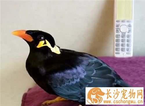 鹩哥拉稀怎么回事 雏鸟饮水过量的拉稀