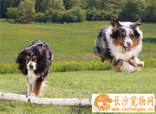 喜乐蒂牧羊犬的遗传病 喜乐蒂遗传病可以根治吗