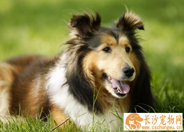 喜乐蒂牧羊犬的遗传病 喜乐蒂遗传病可以根治吗