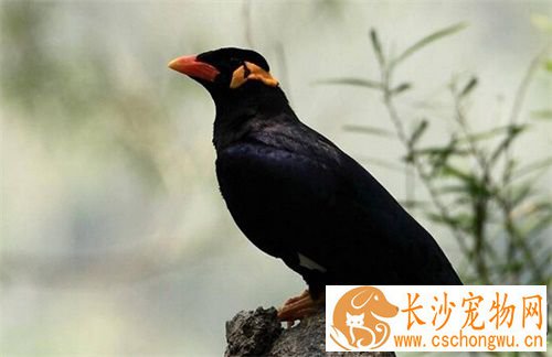 鹩哥感冒了怎么办 鹩哥感冒了如何治疗