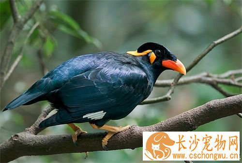 鹩哥感冒了怎么办 鹩哥感冒了如何治疗