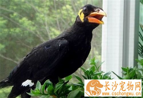 鹩哥拉肚子怎么办 鹩哥拉肚子的治疗方法