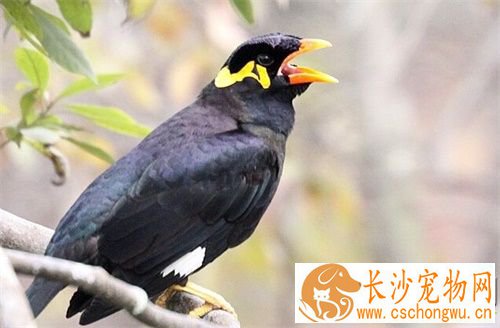 鹩哥拉肚子怎么办 鹩哥拉肚子的治疗方法