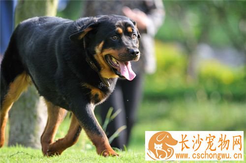 罗威纳犬皮肤病怎么办 皮肤病的治疗方法
