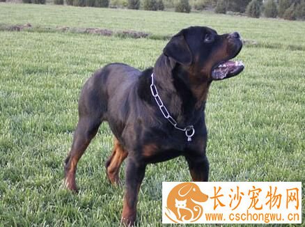 罗威纳犬皮肤病怎么办 皮肤病的治疗方法