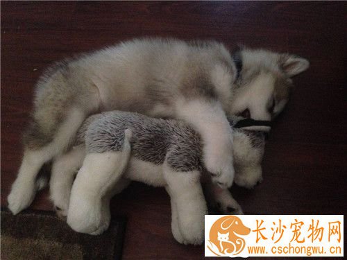 阿拉斯加雪橇犬拉肚子 换食物引起消化不良