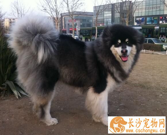 阿拉斯加雪橇犬得细小 阿拉斯加细小如何治疗