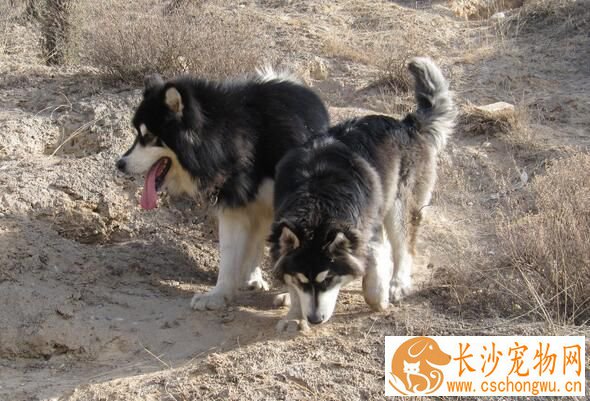 阿拉斯加雪橇犬防疫 阿拉斯加防疫应注意事项