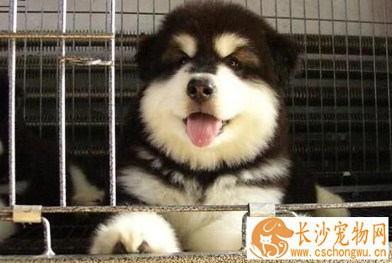阿拉斯加雪橇犬防疫 阿拉斯加防疫应注意事项